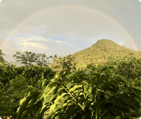 Sierra Nevada de Santa Marta. The perfect every day Coffee.